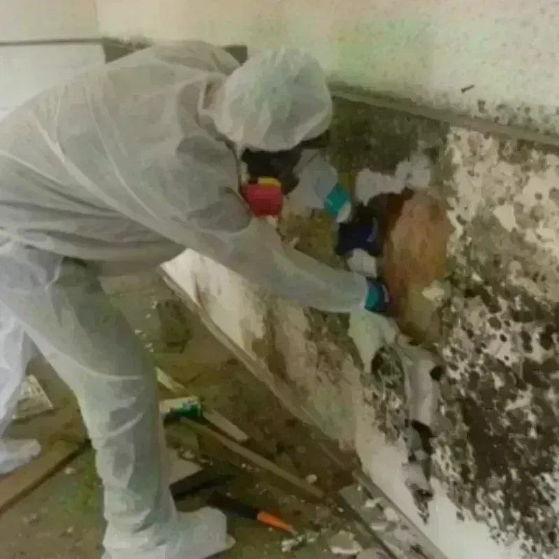 Mold Remediation and Removal in Olivet, MI